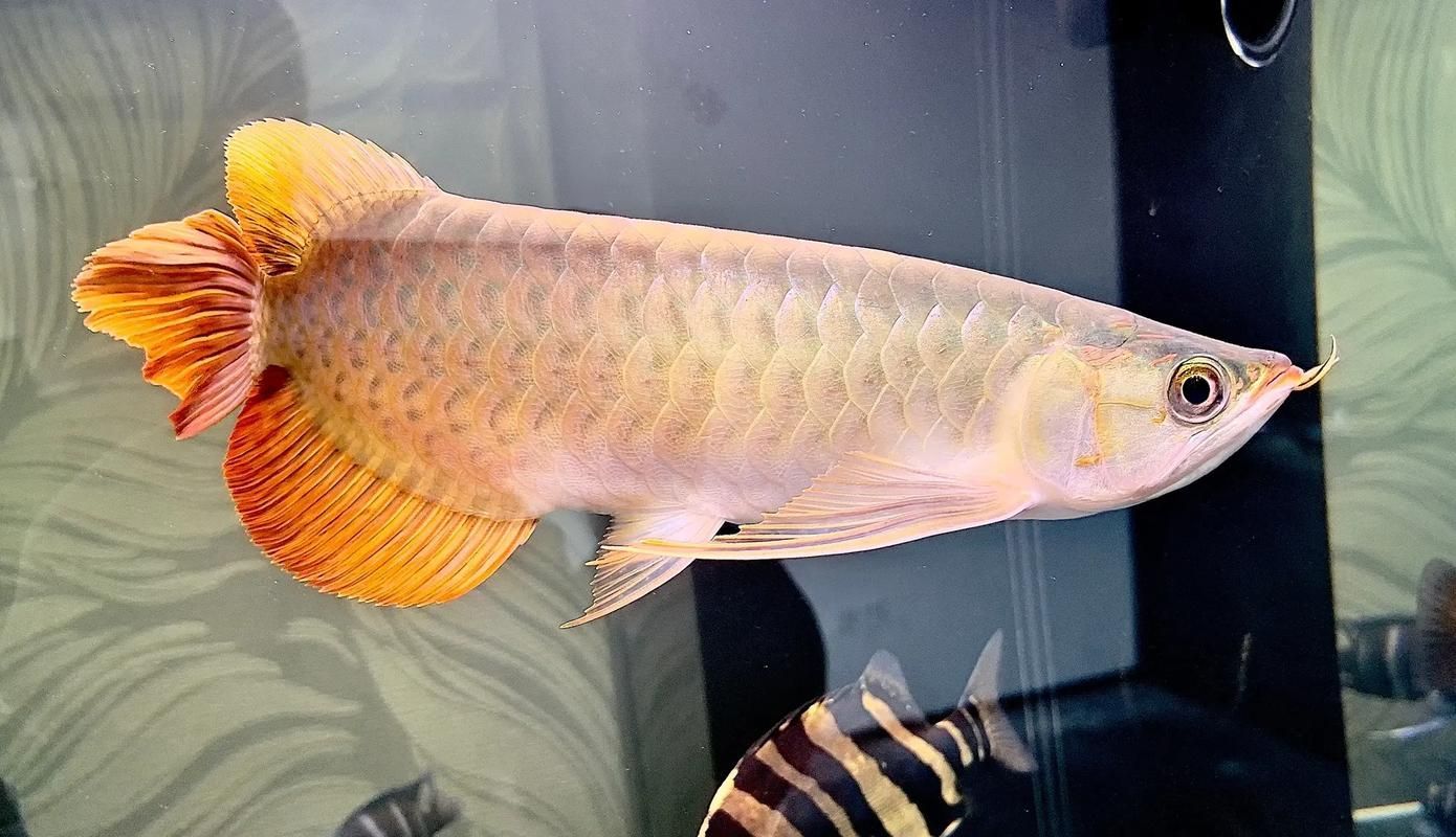 紅龍白燈用多久發(fā)色，喵巷媽咪的崽團紅龍魚發(fā)色階段詳解紅龍魚發(fā)色階段 紅龍白燈用多久發(fā)色，喵巷媽咪的崽團紅龍魚發(fā)色階段詳解紅龍魚發(fā)色階段 龍魚百科 第2張