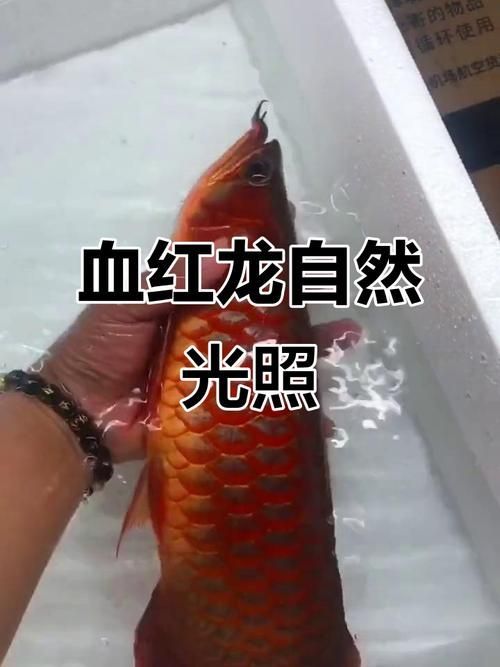 紅龍白燈用多久發(fā)色，喵巷媽咪的崽團紅龍魚發(fā)色階段詳解紅龍魚發(fā)色階段 紅龍白燈用多久發(fā)色，喵巷媽咪的崽團紅龍魚發(fā)色階段詳解紅龍魚發(fā)色階段 龍魚百科 第6張