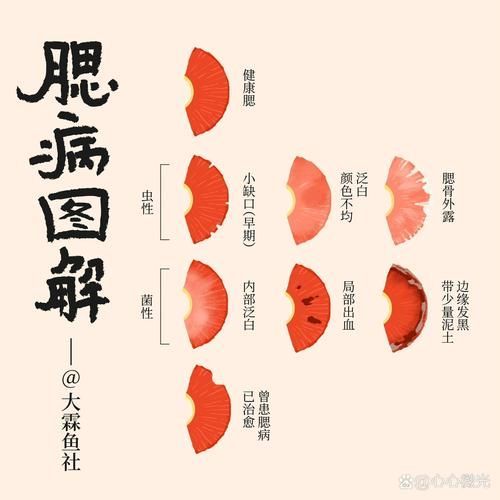 如何預防魚鰓爛洞，如何預防魚鰓爛洞（arxiv論文助手（arxiv論文助手） 如何預防魚鰓爛洞，如何預防魚鰓爛洞（arxiv論文助手（arxiv論文助手） 龍魚百科 第4張