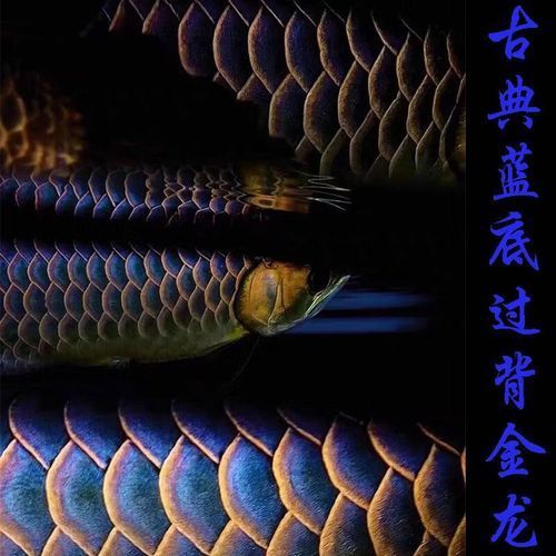 如何區(qū)分蚌山龍魚與其他龍魚？，如何區(qū)分主流龍魚與其他龍魚 如何區(qū)分蚌山龍魚與其他龍魚？，如何區(qū)分主流龍魚與其他龍魚 龍魚百科 第4張