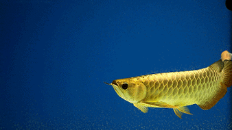 有沒有龍魚壁紙的動態版本 龍魚百科 第2張 有沒有龍魚壁紙的動態版本 有沒有龍魚壁紙的動態版本 龍魚百科 第2張