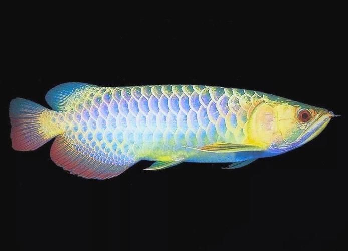 能否提供40公分過背金龍魚的圖片，40公分過背金龍魚可以養嗎？ 能否提供40公分過背金龍魚的圖片，40公分過背金龍魚可以養嗎？ 龍魚百科 第17張