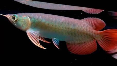如何判斷綠皮紅龍魚的品質(zhì),如何判斷綠皮紅龍魚品質(zhì) 龍魚百科 第10張 如何判斷綠皮紅龍魚的品質(zhì),如何判斷綠皮紅龍魚品質(zhì) 如何判斷綠皮紅龍魚的品質(zhì),如何判斷綠皮紅龍魚品質(zhì) 龍魚百科 第10張