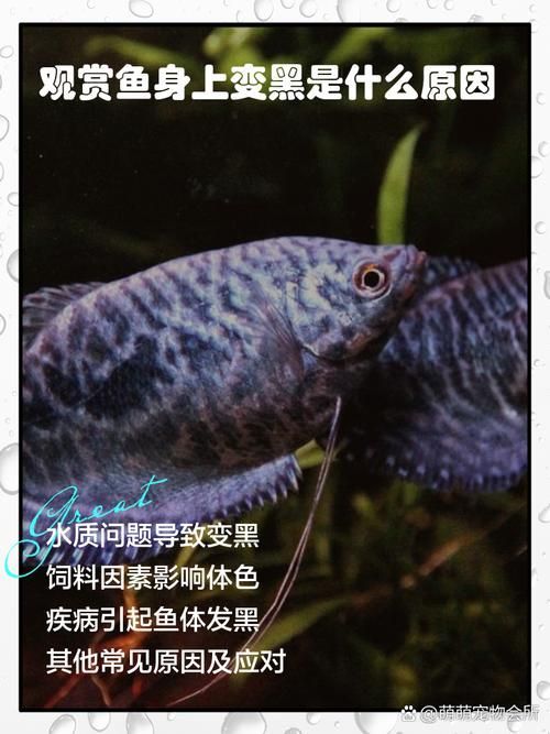 如何預防魚背發黑，arxiv論文助手arxiv論文助手（arxiv論文助手” 如何預防魚背發黑，arxiv論文助手arxiv論文助手（arxiv論文助手” 龍魚百科 第5張
