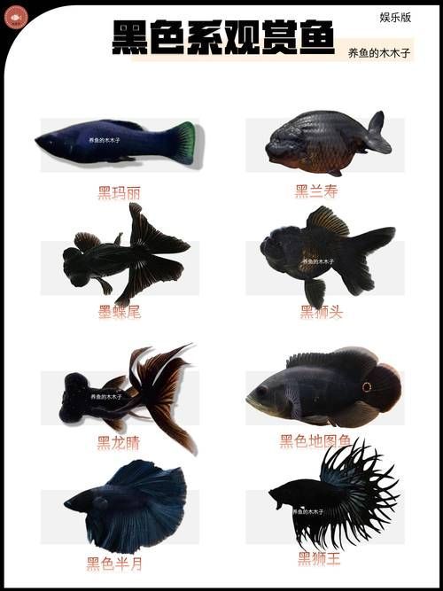 如何預防魚背發黑，arxiv論文助手arxiv論文助手（arxiv論文助手” 如何預防魚背發黑，arxiv論文助手arxiv論文助手（arxiv論文助手” 龍魚百科 第6張