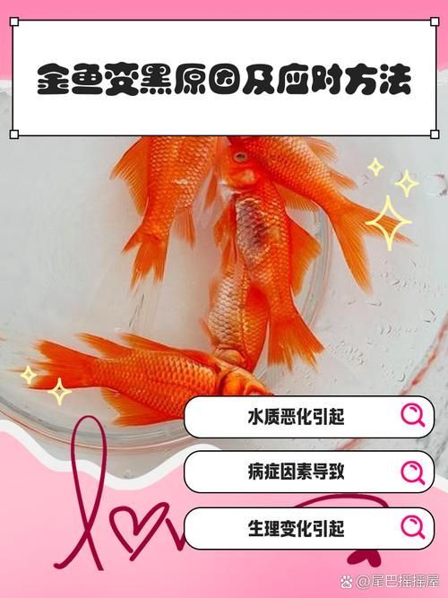 如何預防魚背發黑，arxiv論文助手arxiv論文助手（arxiv論文助手” 如何預防魚背發黑，arxiv論文助手arxiv論文助手（arxiv論文助手” 龍魚百科 第4張