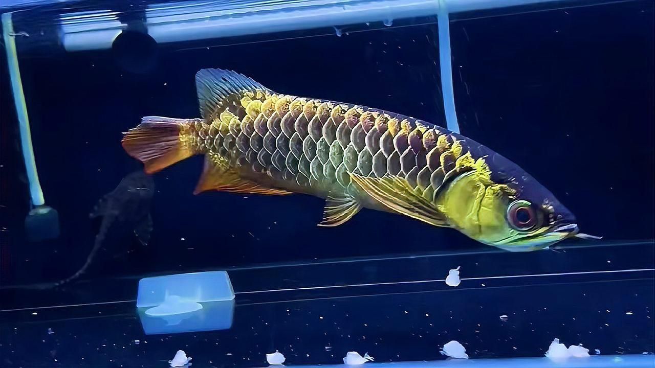 古典藍(lán)底過背金龍需要多大的水族箱，古典藍(lán)底過背金龍需要多大的水族箱， 古典藍(lán)底過背金龍需要多大的水族箱，古典藍(lán)底過背金龍需要多大的水族箱， 龍魚百科 第2張