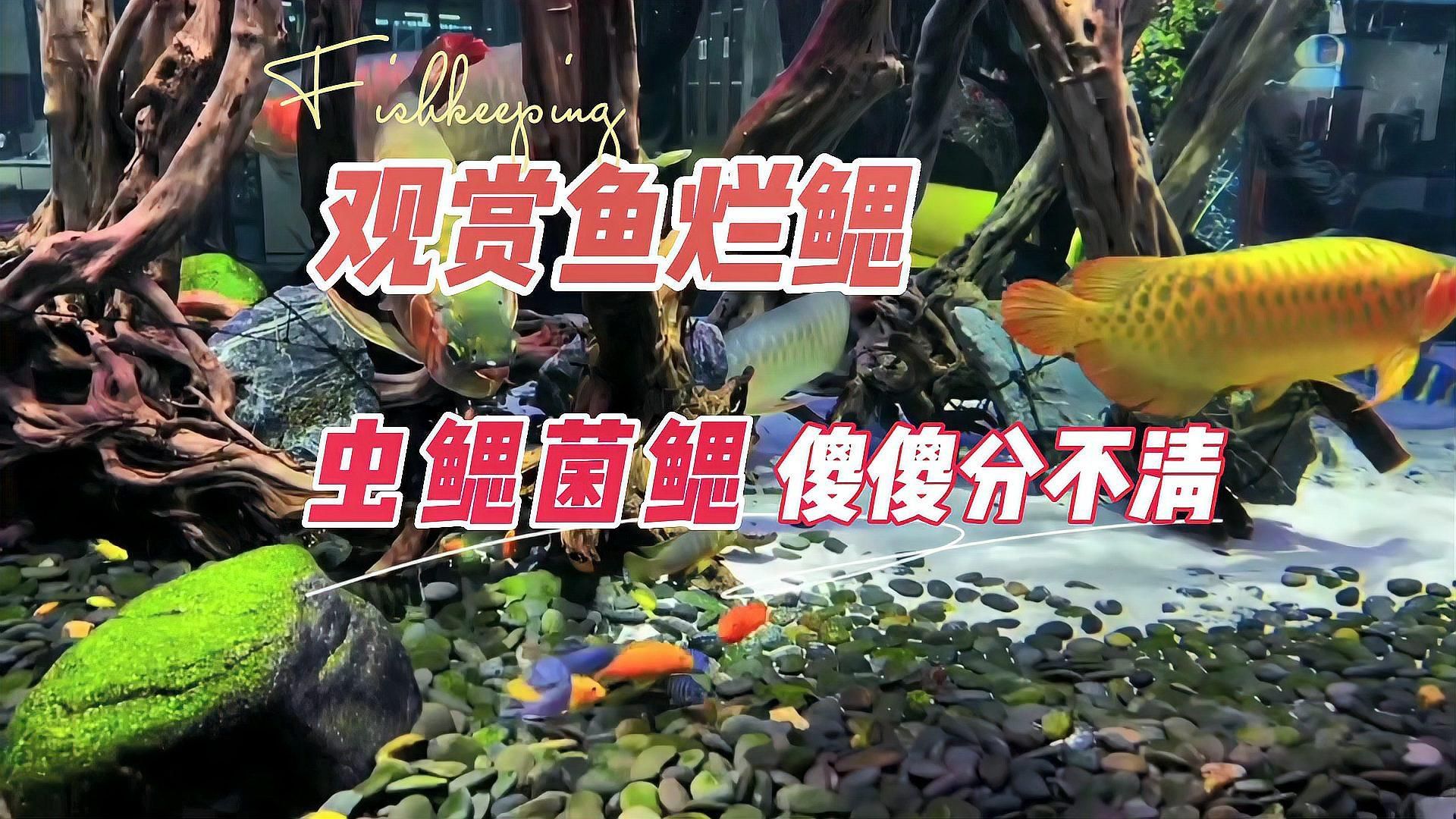 如何判斷魚是哪種類型的爛鰓病，判斷魚是哪種類型的爛鰓病，如何判斷魚是否患有爛鰓病