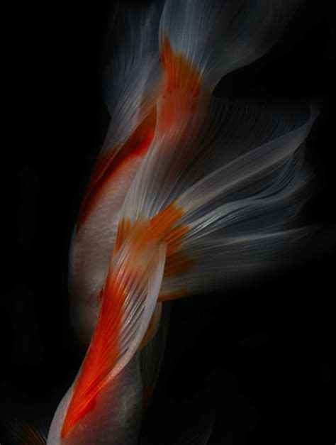 金魚爛尾巴潰爛圖片，治療金魚爛尾巴潰爛的方法包括定期更換水、避免過度喂食