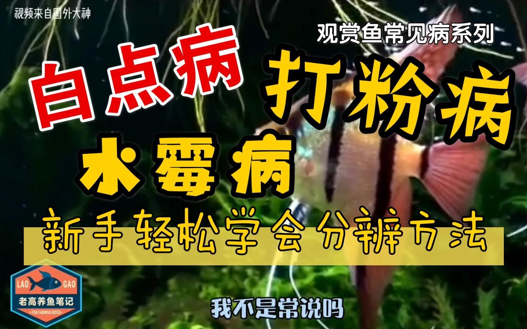如何區分龍魚腮軟膜長白毛是水霉病還是白點病？，如何區分龍魚腮軟膜長白毛是水霉病還是白點病 如何區分龍魚腮軟膜長白毛是水霉病還是白點病？，如何區分龍魚腮軟膜長白毛是水霉病還是白點病 龍魚百科