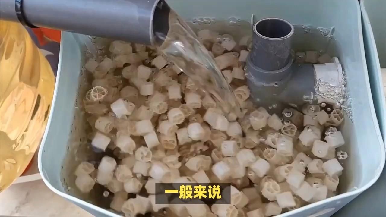 如何判斷細菌屋是否需要清洗，如何判斷是否需要清洗細菌屋 如何判斷細菌屋是否需要清洗，如何判斷是否需要清洗細菌屋 龍魚百科 第2張