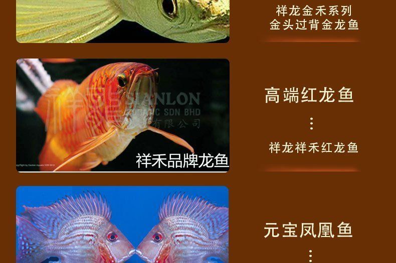 詳細閱讀:如何預防龍魚再次出現全身立鱗,如何判斷龍魚是否全身立鱗 如何預防龍魚再次出現全身立鱗,如何判斷龍魚是否全身立鱗