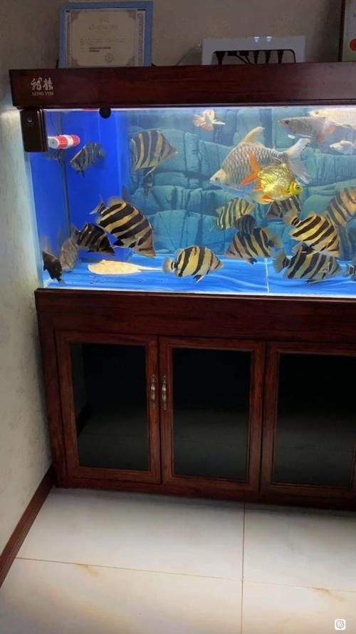 祥龍魚場提供哪些類型的魚缸？，祥龍魚場提供多種類型的魚缸型號與價格對照表，快速比對選擇 祥龍魚場提供哪些類型的魚缸？，祥龍魚場提供多種類型的魚缸型號與價格對照表，快速比對選擇 龍魚百科 第8張