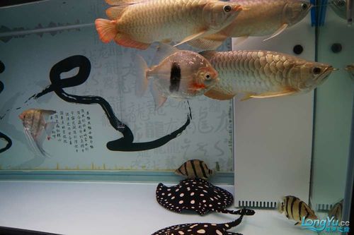 祥龍魚場提供哪些類型的魚缸？，祥龍魚場提供多種類型的魚缸型號與價格對照表，快速比對選擇 祥龍魚場提供哪些類型的魚缸？，祥龍魚場提供多種類型的魚缸型號與價格對照表，快速比對選擇 龍魚百科 第11張