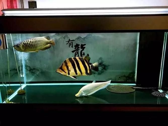 祥龍魚場提供哪些類型的魚缸？，祥龍魚場提供多種類型的魚缸型號與價格對照表，快速比對選擇 祥龍魚場提供哪些類型的魚缸？，祥龍魚場提供多種類型的魚缸型號與價格對照表，快速比對選擇 龍魚百科 第12張