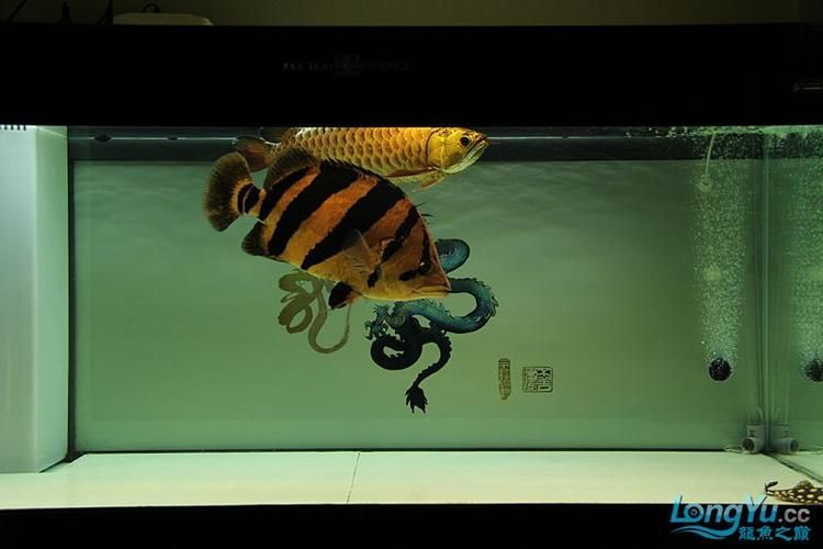 祥龍魚場提供哪些類型的魚缸？，祥龍魚場提供多種類型的魚缸型號與價格對照表，快速比對選擇 祥龍魚場提供哪些類型的魚缸？，祥龍魚場提供多種類型的魚缸型號與價格對照表，快速比對選擇 龍魚百科 第9張