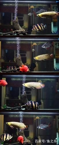 祥龍魚場提供哪些類型的魚缸？，祥龍魚場提供多種類型的魚缸型號與價格對照表，快速比對選擇 祥龍魚場提供哪些類型的魚缸？，祥龍魚場提供多種類型的魚缸型號與價格對照表，快速比對選擇 龍魚百科 第10張