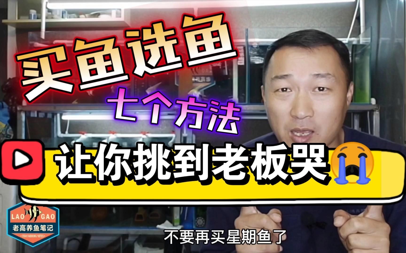 如何挑選適合初學者的觀賞魚，選擇適合初學者的觀賞魚