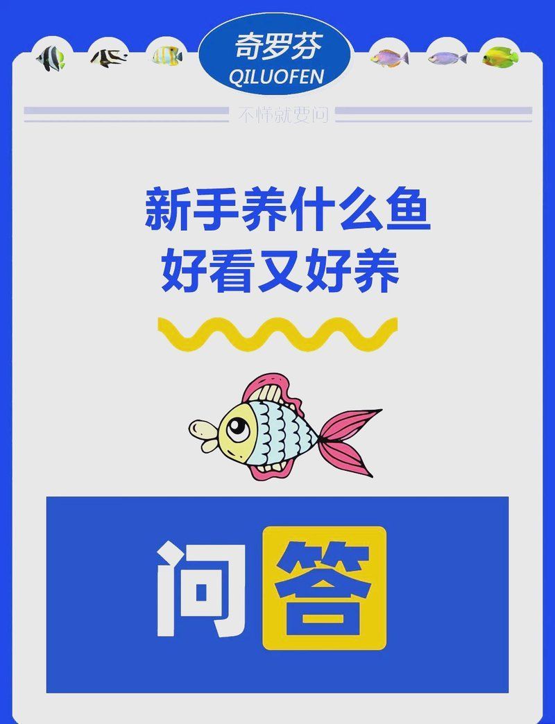 如何挑選適合初學者的觀賞魚，選擇適合初學者的觀賞魚