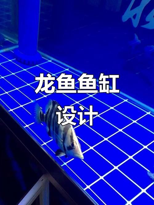 如何判斷魚缸是否適合龍魚飼養？，如何判斷魚缸是否適合龍魚飼養 如何判斷魚缸是否適合龍魚飼養？，如何判斷魚缸是否適合龍魚飼養 龍魚百科 第6張