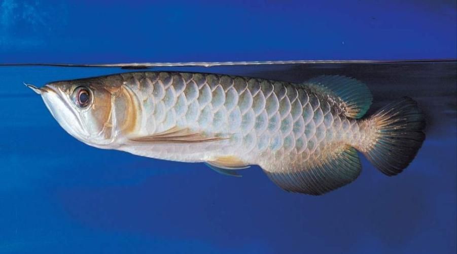 詳細(xì)閱讀:西青龍魚的養(yǎng)殖技術(shù)有哪些?,西青龍魚養(yǎng)殖技術(shù) 西青龍魚的養(yǎng)殖技術(shù)有哪些?,西青龍魚養(yǎng)殖技術(shù)