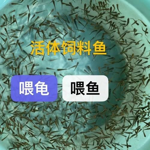 西青龍魚的養(yǎng)殖技術(shù)有哪些?,西青龍魚養(yǎng)殖技術(shù) 龍魚百科 第9張 西青龍魚的養(yǎng)殖技術(shù)有哪些?,西青龍魚養(yǎng)殖技術(shù) 西青龍魚的養(yǎng)殖技術(shù)有哪些?,西青龍魚養(yǎng)殖技術(shù) 龍魚百科 第9張