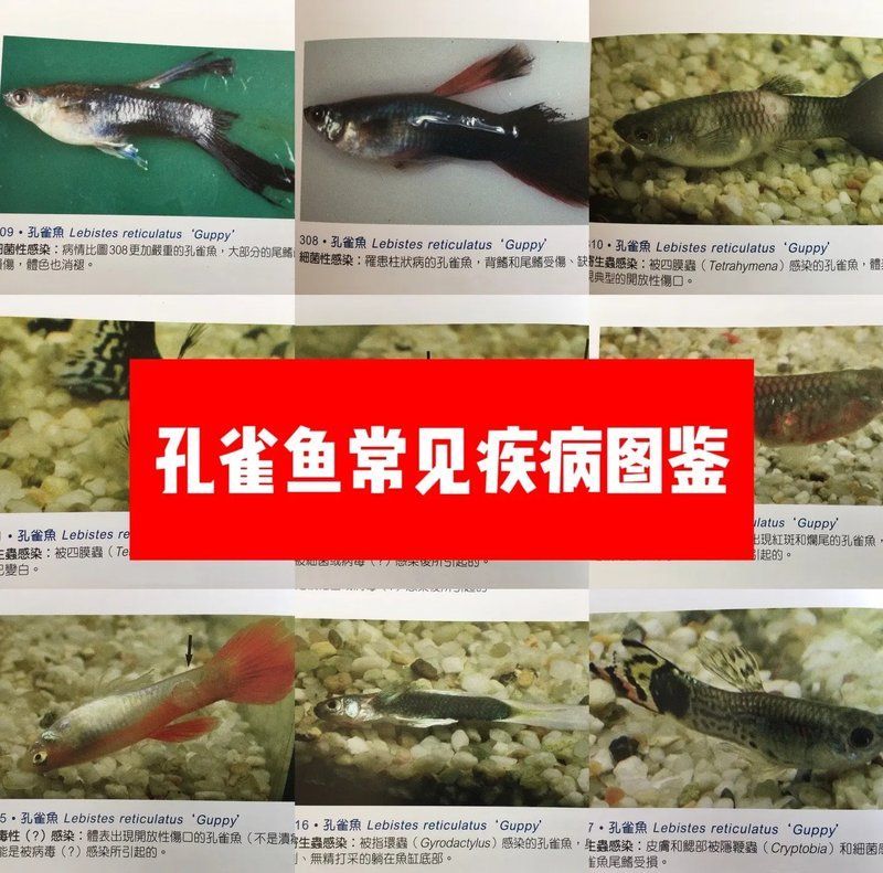 如何判斷孔雀魚是否健康，判斷孔雀魚是否健康的孔雀魚是否健康，如何判斷孔雀魚是否健康 如何判斷孔雀魚是否健康，判斷孔雀魚是否健康的孔雀魚是否健康，如何判斷孔雀魚是否健康 龍魚百科 第2張