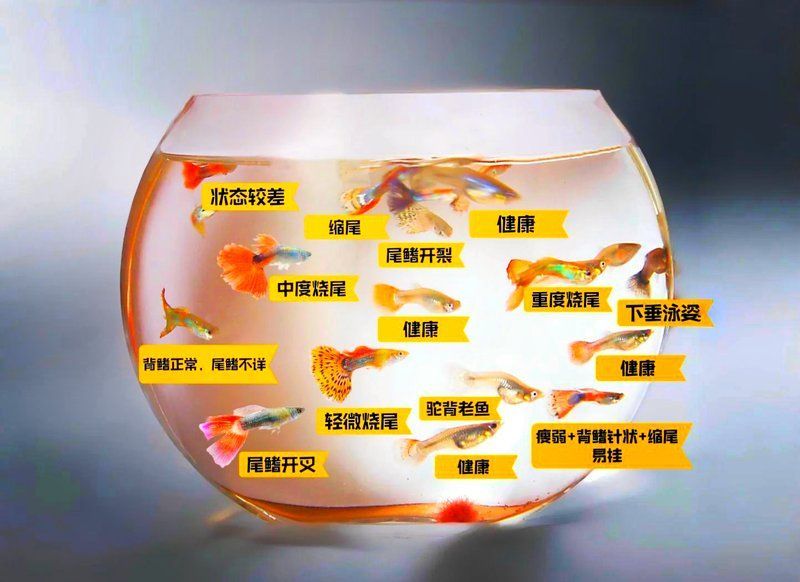 詳細(xì)閱讀:如何判斷孔雀魚是否健康,判斷孔雀魚是否健康的孔雀魚是否健康,如何判斷孔雀魚是否健康 如何判斷孔雀魚是否健康,判斷孔雀魚是否健康的孔雀魚是否健康,如何判斷孔雀魚是否健康