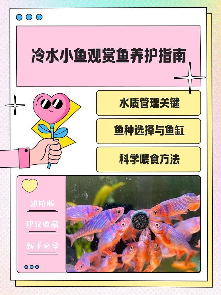 冷水觀賞魚多久換一次水，冷水觀賞魚多久換一次水，冷水小魚觀賞魚養護指南 冷水觀賞魚多久換一次水，冷水觀賞魚多久換一次水，冷水小魚觀賞魚養護指南 龍魚百科 第1張