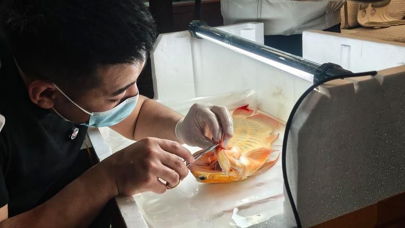 手術修復龍魚須子需要多長時間？，手術修復龍魚 手術修復龍魚須子需要多長時間？，手術修復龍魚 龍魚百科 第7張