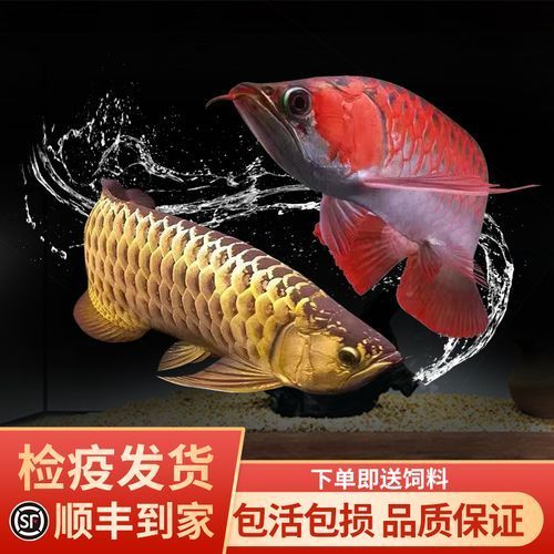 詳細閱讀:B級過背金龍魚有哪些選購技巧,b級過背金龍魚有哪些選購技巧 B級過背金龍魚有哪些選購技巧,b級過背金龍魚有哪些選購技巧