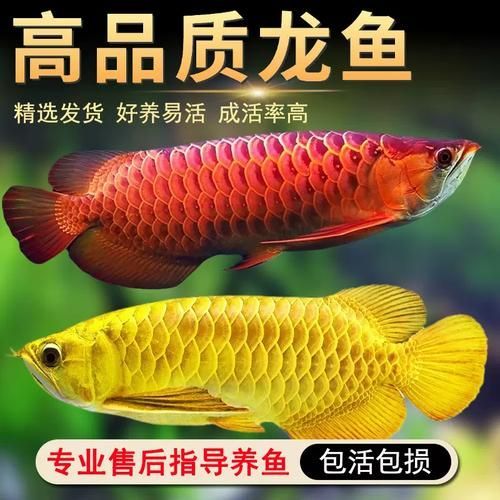 詳細閱讀:B級過背金龍魚有哪些選購技巧,b級過背金龍魚有哪些選購技巧 B級過背金龍魚有哪些選購技巧,b級過背金龍魚有哪些選購技巧