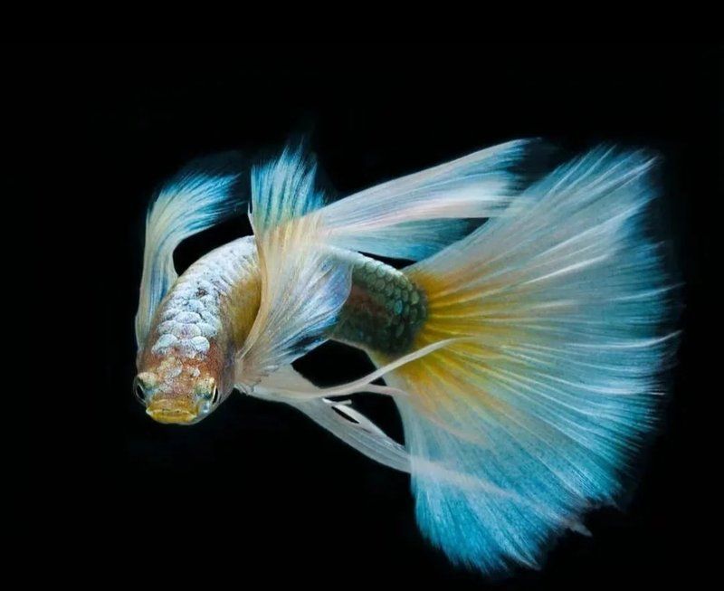 詳細(xì)閱讀:如何治療魚的內(nèi)寄生感染,治療魚的內(nèi)寄生感染需要多長(zhǎng)時(shí)間 如何治療魚的內(nèi)寄生感染,治療魚的內(nèi)寄生感染需要多長(zhǎng)時(shí)間