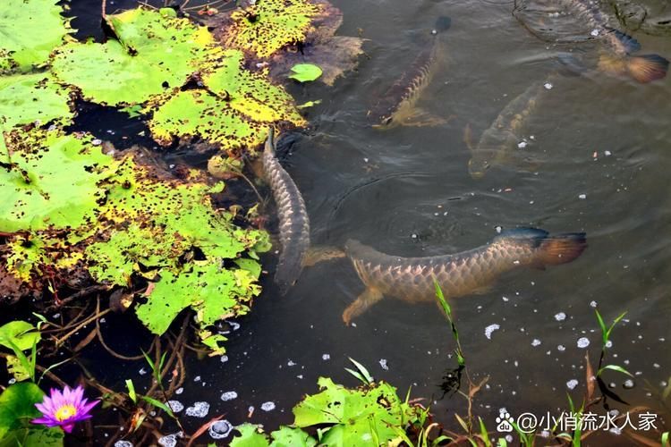 倉龍魚的產地在哪里？，倉龍魚是什么魚，倉龍魚的產地在哪里？ 倉龍魚的產地在哪里？，倉龍魚是什么魚，倉龍魚的產地在哪里？ 龍魚百科 第2張