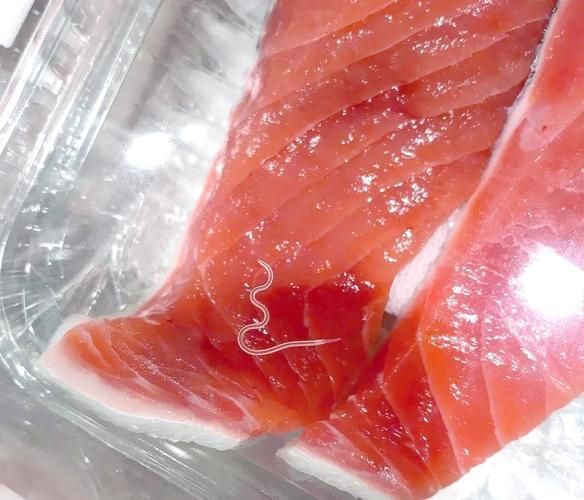 哪些魚類寄生蟲最容易感染人,哪些魚類寄生蟲最容易感染人類寄生蟲最容易感染人類 龍魚百科 第8張 哪些魚類寄生蟲最容易感染人,哪些魚類寄生蟲最容易感染人類寄生蟲最容易感染人類 哪些魚類寄生蟲最容易感染人,哪些魚類寄生蟲最容易感染人類寄生蟲最容易感染人類 龍魚百科 第8張