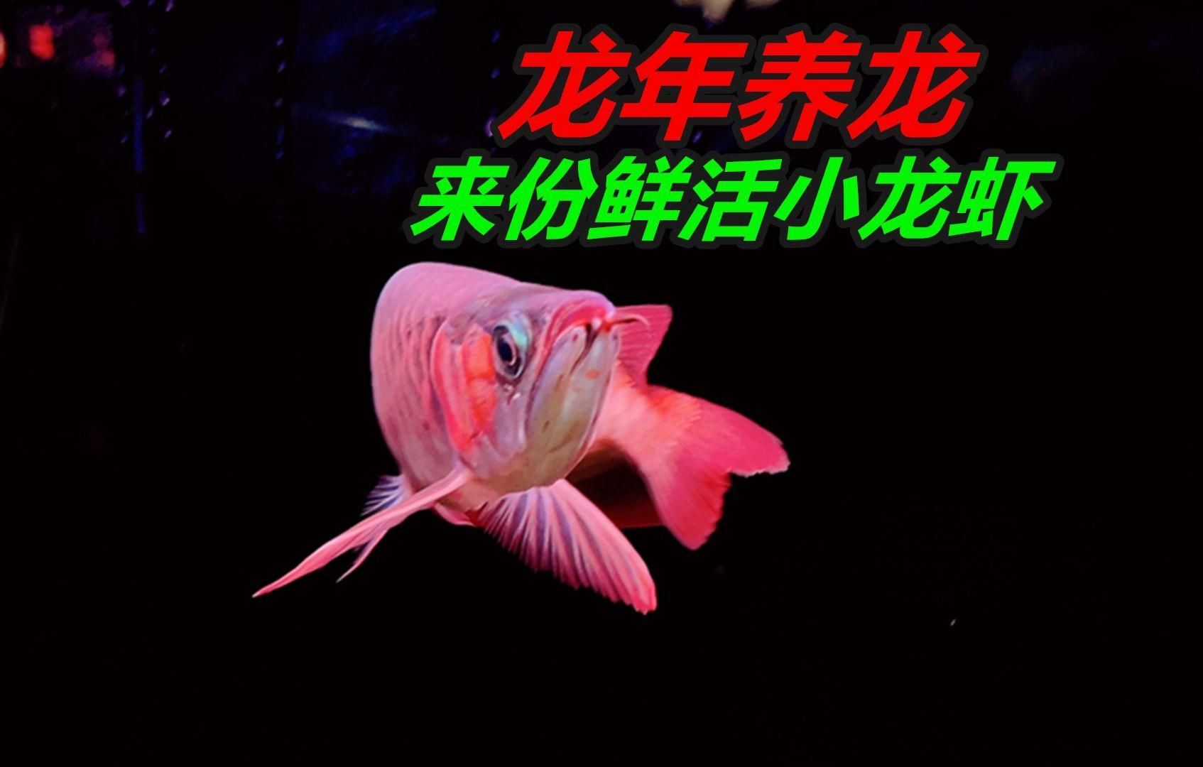 龍魚喂蝦多久一次合適，龍魚喂蝦多久一次合適，龍魚喂蝦時(shí)需要注意什么？ 龍魚喂蝦多久一次合適，龍魚喂蝦多久一次合適，龍魚喂蝦時(shí)需要注意什么？ 龍魚百科 第2張