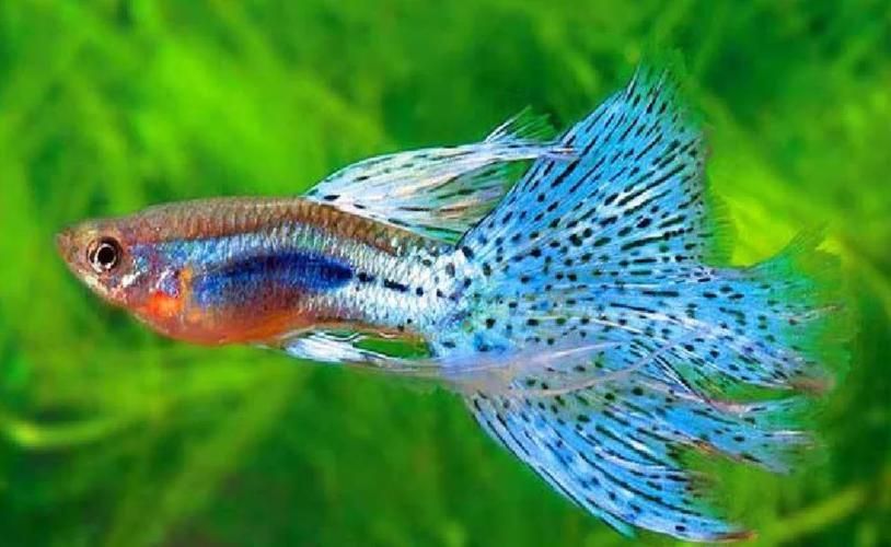 觀賞魚百科,關(guān)于觀賞魚的飼養(yǎng) 龍魚百科 第6張 觀賞魚百科,關(guān)于觀賞魚的飼養(yǎng) 觀賞魚百科,關(guān)于觀賞魚的飼養(yǎng) 龍魚百科 第6張