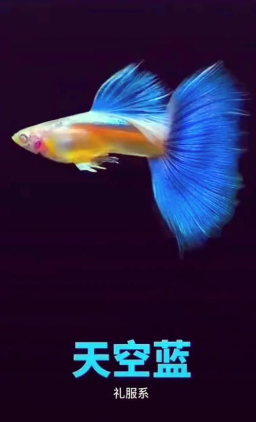 觀賞魚百科,關(guān)于觀賞魚的飼養(yǎng) 龍魚百科 第3張 觀賞魚百科,關(guān)于觀賞魚的飼養(yǎng) 觀賞魚百科,關(guān)于觀賞魚的飼養(yǎng) 龍魚百科 第3張