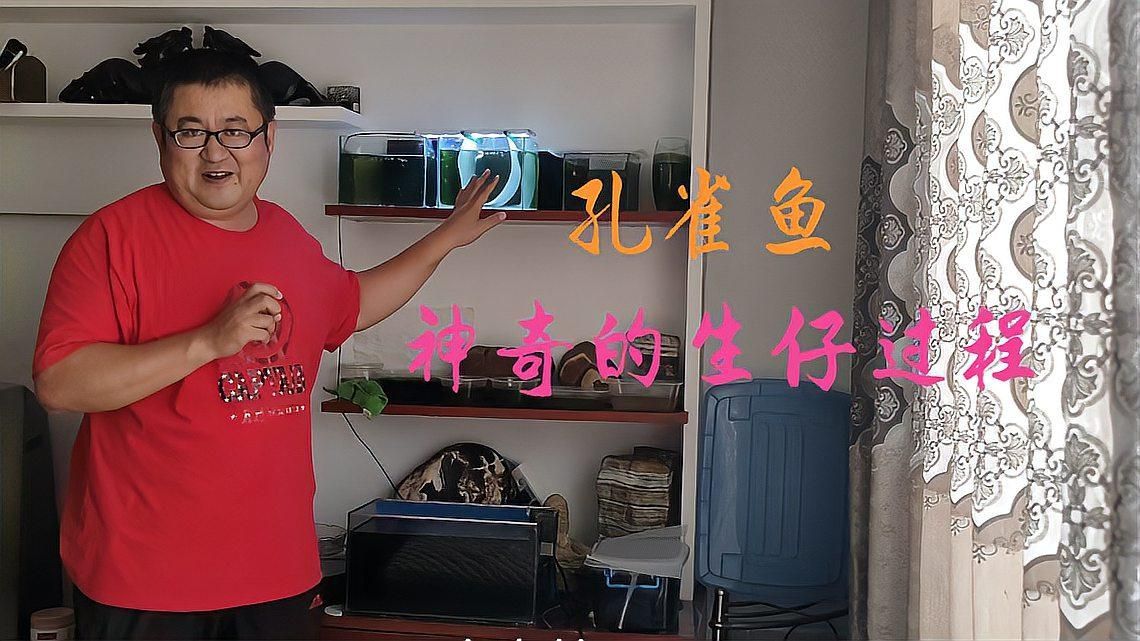 觀賞魚百科，關(guān)于觀賞魚的飼養(yǎng) 觀賞魚百科，關(guān)于觀賞魚的飼養(yǎng) 龍魚百科 第7張