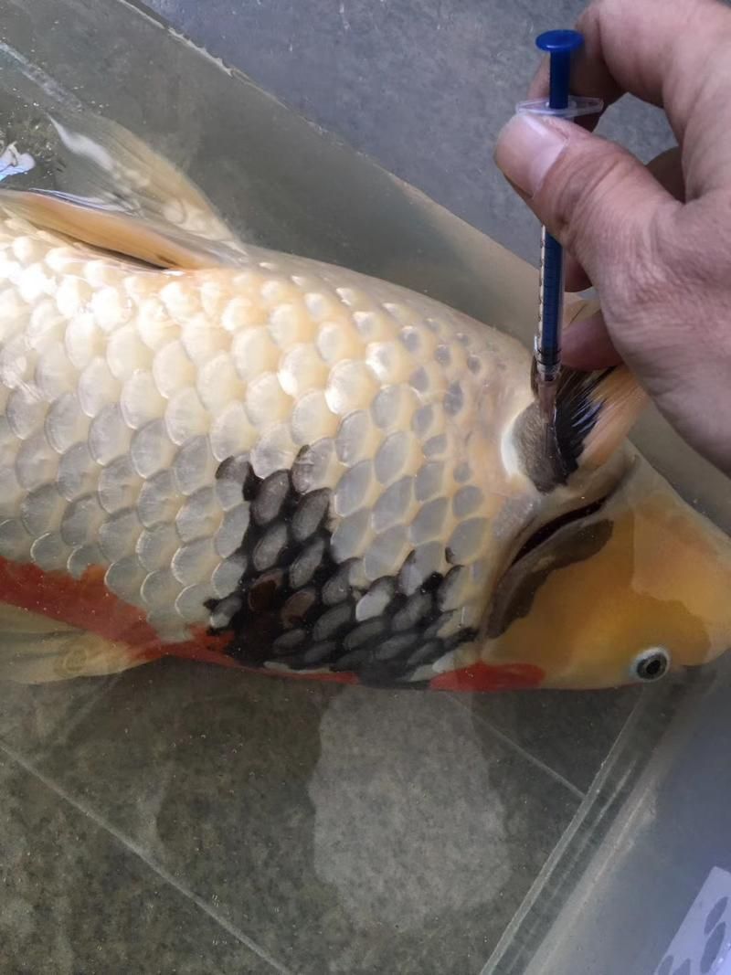 如何預防錦鯉爛尾病復發