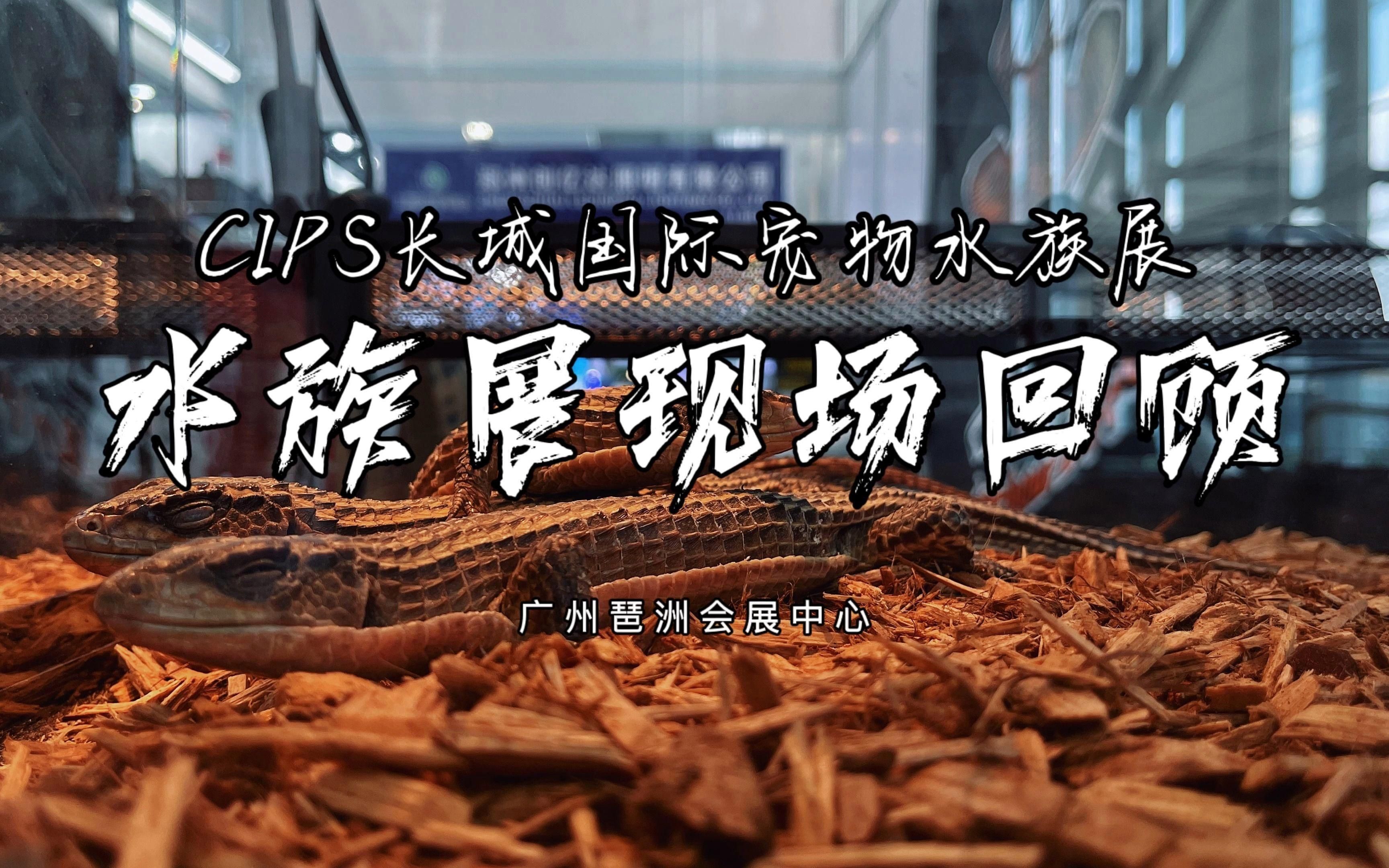 CIPS水族展有哪些熱門展區(qū)？，cips水族展助力全球?qū)櫸锱c水族行業(yè)的年度盛會(huì) CIPS水族展有哪些熱門展區(qū)？，cips水族展助力全球?qū)櫸锱c水族行業(yè)的年度盛會(huì) 龍魚百科 第2張