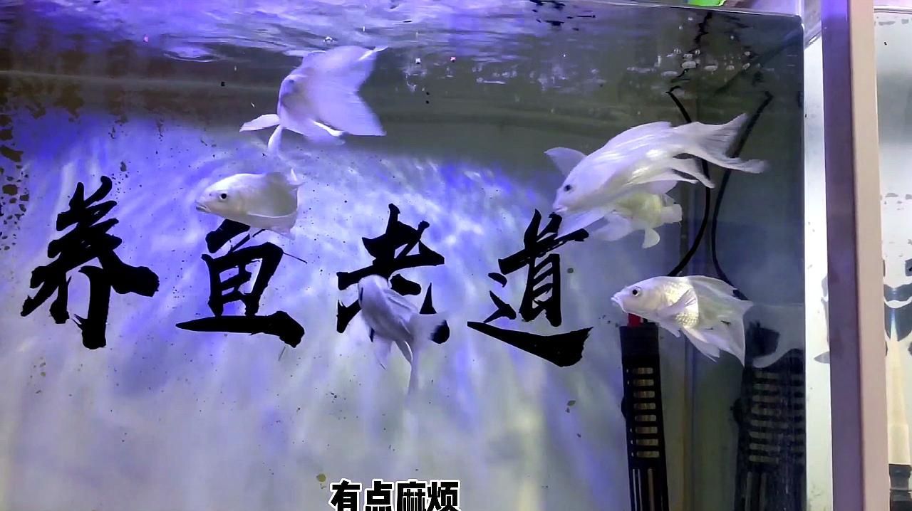 1.5米魚(yú)缸能養(yǎng)多少條龍魚(yú)？，1.5米魚(yú)缸能養(yǎng)多少條龍魚(yú) 1.5米魚(yú)缸能養(yǎng)多少條龍魚(yú)？，1.5米魚(yú)缸能養(yǎng)多少條龍魚(yú) 龍魚(yú)百科 第1張