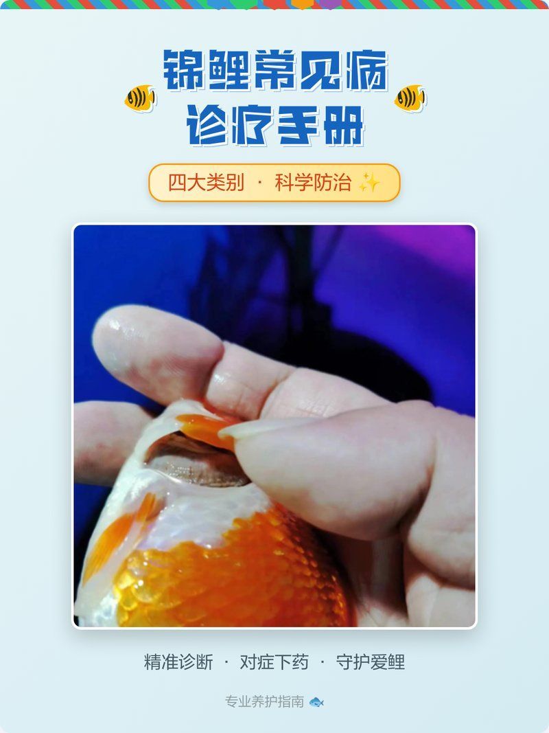 有哪些藥物可以預(yù)防錦鯉寄生蟲感染，錦鯉寄生蟲感染的藥物種類與治療方法山東曜華激光 有哪些藥物可以預(yù)防錦鯉寄生蟲感染，錦鯉寄生蟲感染的藥物種類與治療方法山東曜華激光 龍魚百科 第1張