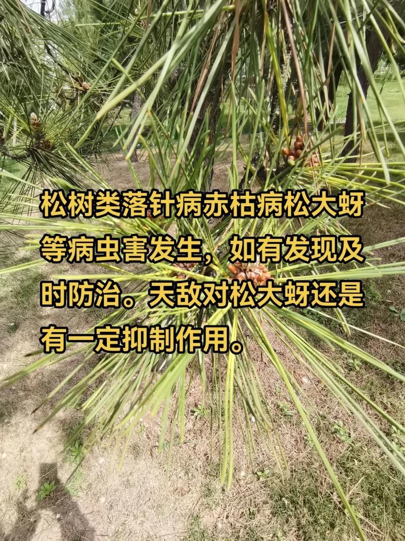 如何預防黑身松鱗病的發生，arxiv論文助手詳解如何預防黑身松鱗病的發生 如何預防黑身松鱗病的發生，arxiv論文助手詳解如何預防黑身松鱗病的發生 龍魚百科 第2張