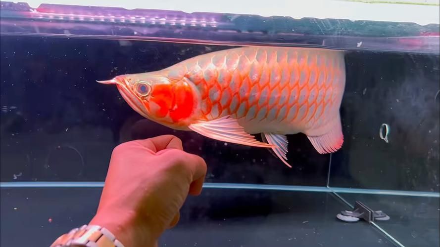 如何區分戰車紅龍魚和其他紅龍魚？ 如何區分戰車紅龍魚和其他紅龍魚？ 龍魚百科 第7張