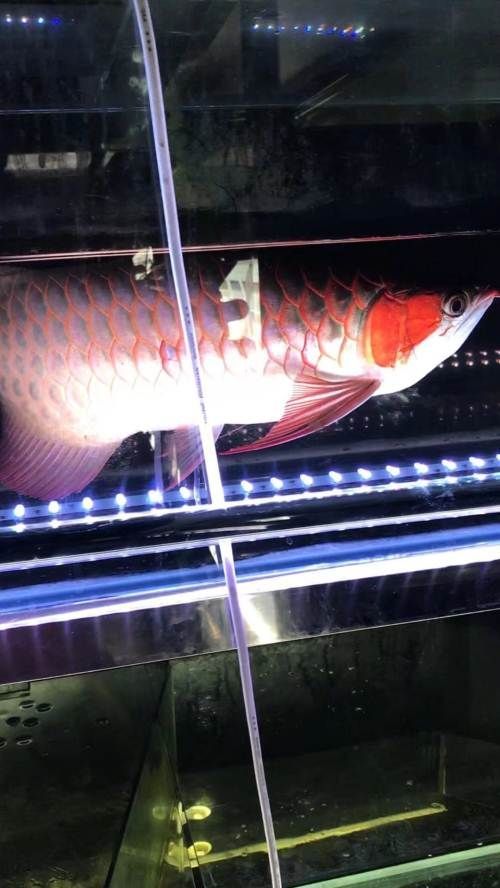 如何區分戰車紅龍魚和其他紅龍魚？ 如何區分戰車紅龍魚和其他紅龍魚？ 龍魚百科 第11張