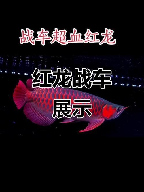 如何區分戰車紅龍魚和其他紅龍魚？ 如何區分戰車紅龍魚和其他紅龍魚？ 龍魚百科 第9張
