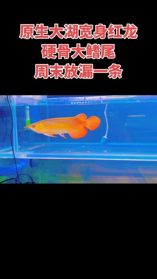 如何區分戰車紅龍魚和其他紅龍魚？ 如何區分戰車紅龍魚和其他紅龍魚？ 龍魚百科 第15張