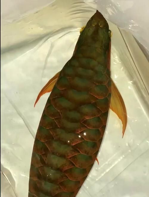 如何區分戰車紅龍魚和其他紅龍魚？ 如何區分戰車紅龍魚和其他紅龍魚？ 龍魚百科 第16張