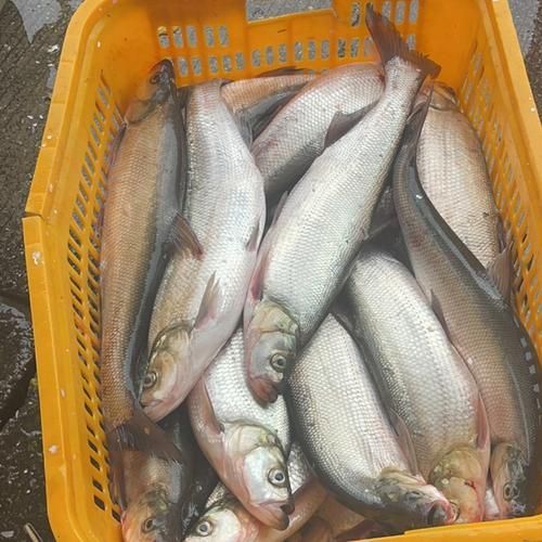 白龍魚的市場價(jià)格波動大嗎